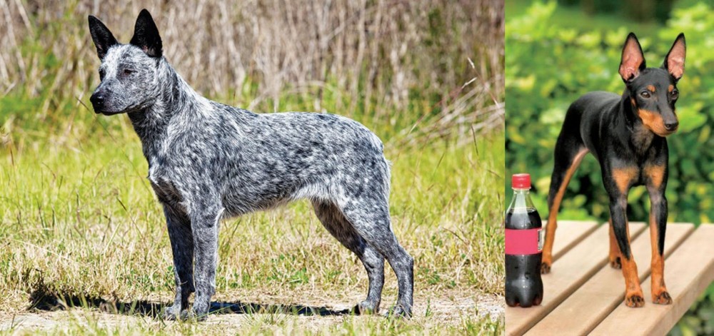 Toy Manchester Terrier vs Australian Stumpy Tail Cattle Dog - Breed Comparison