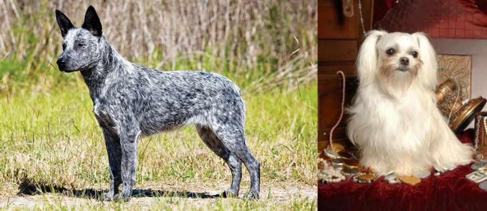 Toy Mi-Ki vs Australian Stumpy Tail Cattle Dog - Breed Comparison
