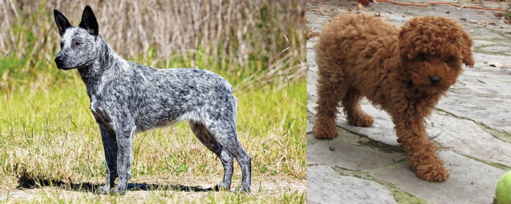 Toy Poodle vs Australian Stumpy Tail Cattle Dog - Breed Comparison