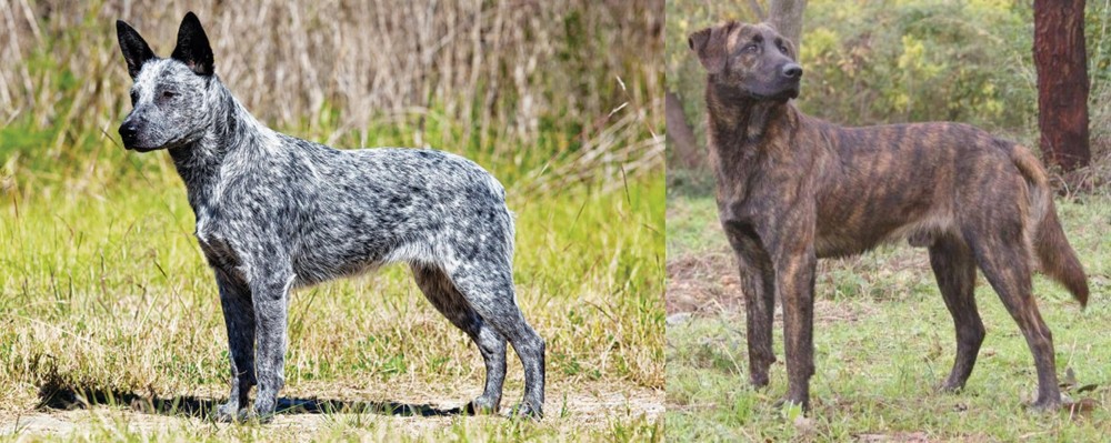 Treeing Tennessee Brindle vs Australian Stumpy Tail Cattle Dog - Breed Comparison