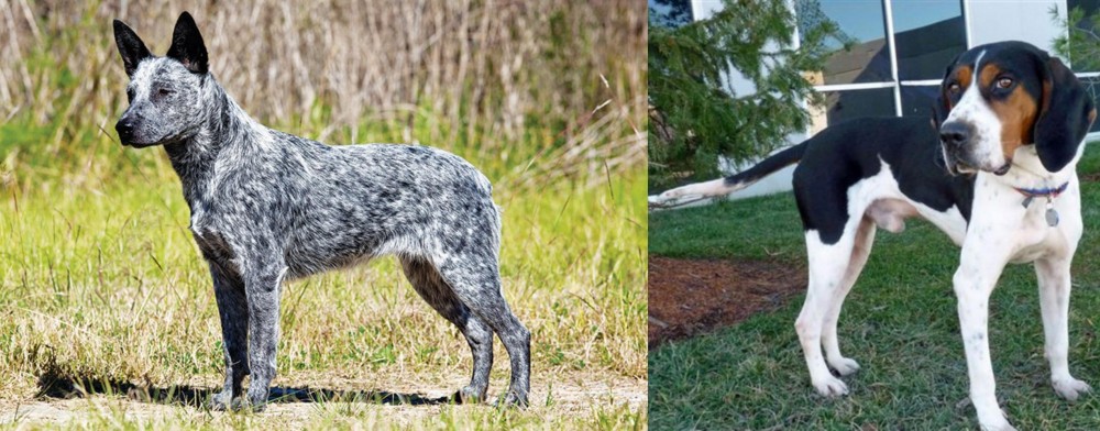 Treeing Walker Coonhound vs Australian Stumpy Tail Cattle Dog - Breed Comparison