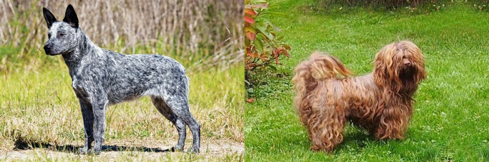 Tsvetnaya Bolonka vs Australian Stumpy Tail Cattle Dog - Breed Comparison