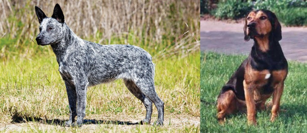 Tyrolean Hound vs Australian Stumpy Tail Cattle Dog - Breed Comparison