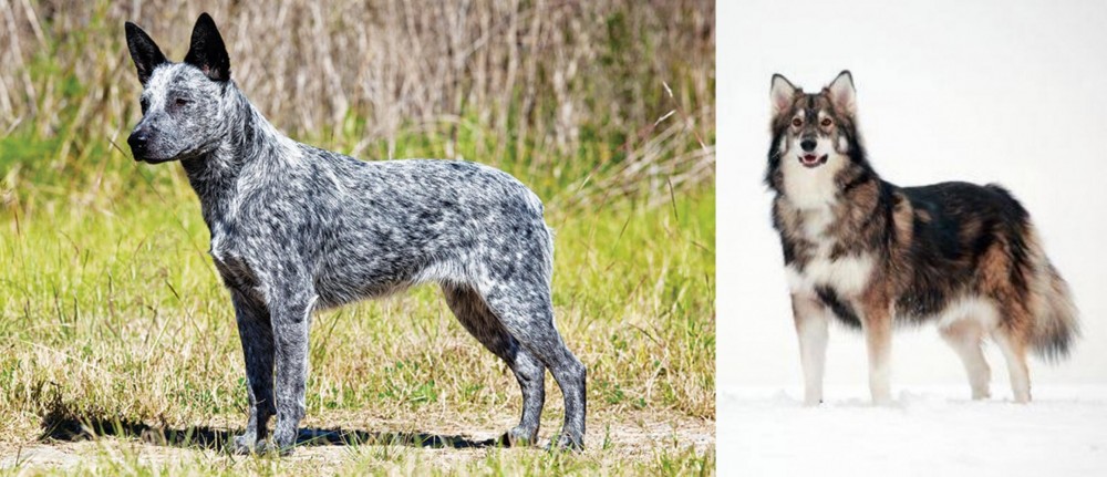 Utonagan vs Australian Stumpy Tail Cattle Dog - Breed Comparison