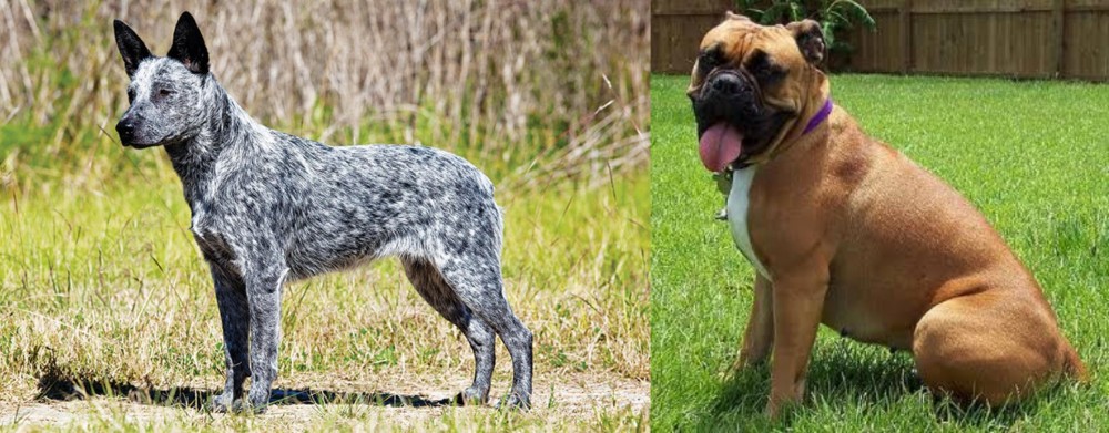 Valley Bulldog vs Australian Stumpy Tail Cattle Dog - Breed Comparison