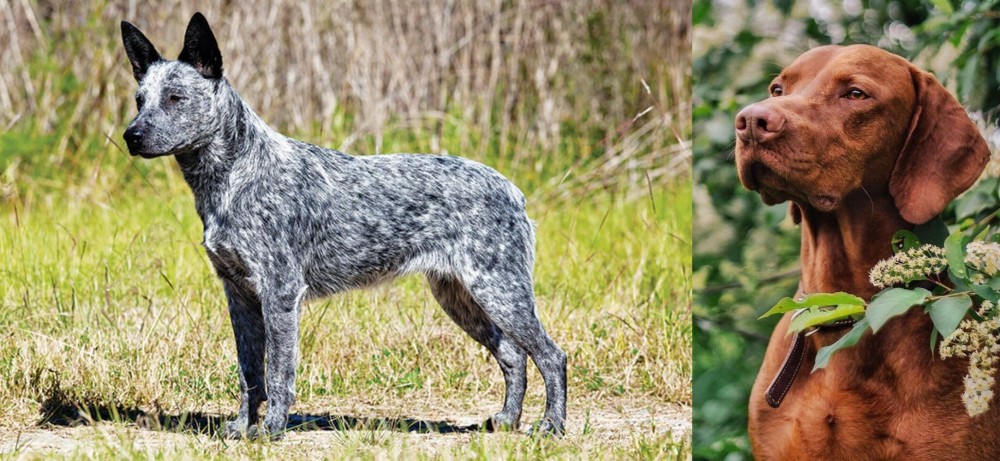 Vizsla vs Australian Stumpy Tail Cattle Dog - Breed Comparison