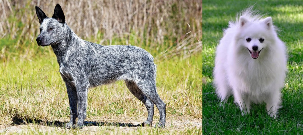 Volpino Italiano vs Australian Stumpy Tail Cattle Dog - Breed Comparison