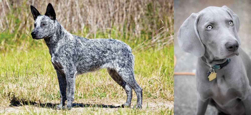 Weimaraner vs Australian Stumpy Tail Cattle Dog - Breed Comparison