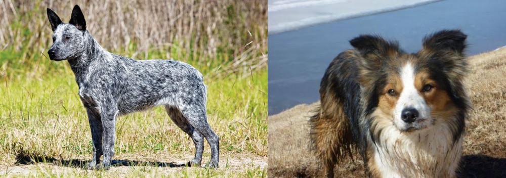 Welsh Sheepdog vs Australian Stumpy Tail Cattle Dog - Breed Comparison