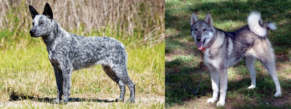 West Siberian Laika vs Australian Stumpy Tail Cattle Dog - Breed Comparison