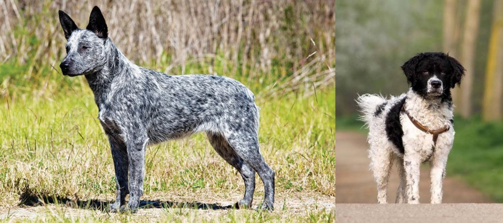 Wetterhoun vs Australian Stumpy Tail Cattle Dog - Breed Comparison