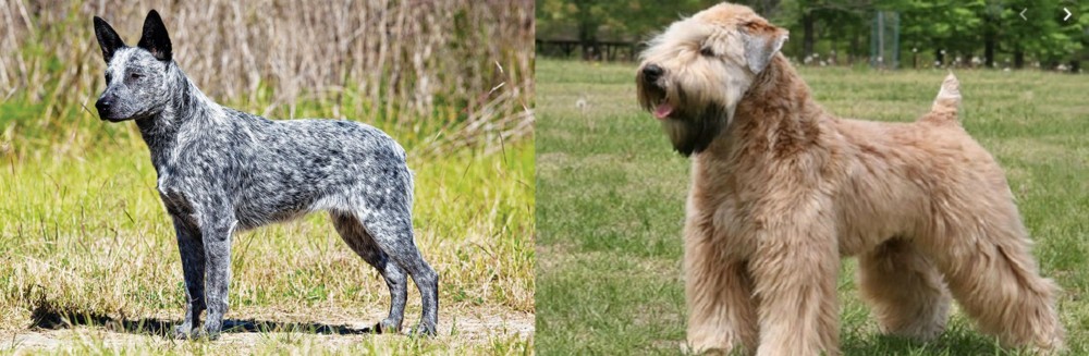 Wheaten Terrier vs Australian Stumpy Tail Cattle Dog - Breed Comparison
