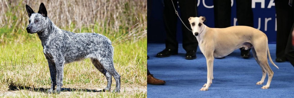 Whippet vs Australian Stumpy Tail Cattle Dog - Breed Comparison