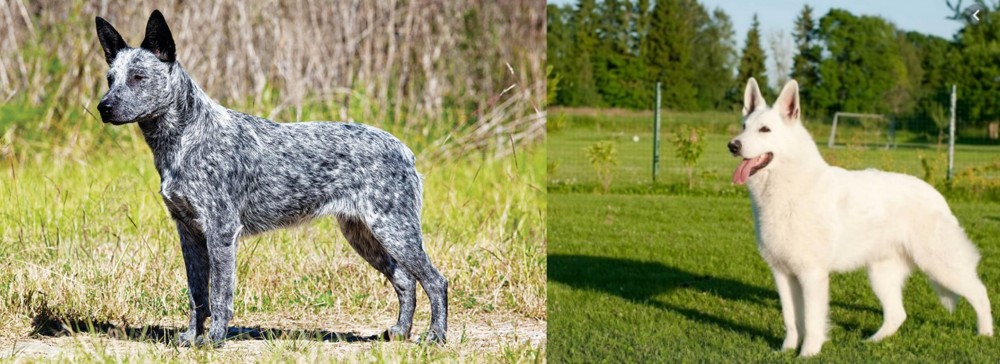 White Shepherd vs Australian Stumpy Tail Cattle Dog - Breed Comparison