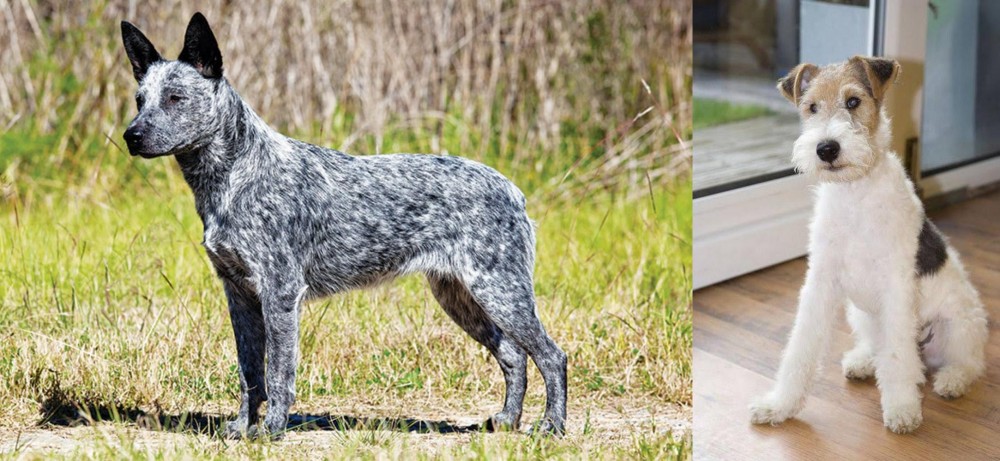 Wire Fox Terrier vs Australian Stumpy Tail Cattle Dog - Breed Comparison
