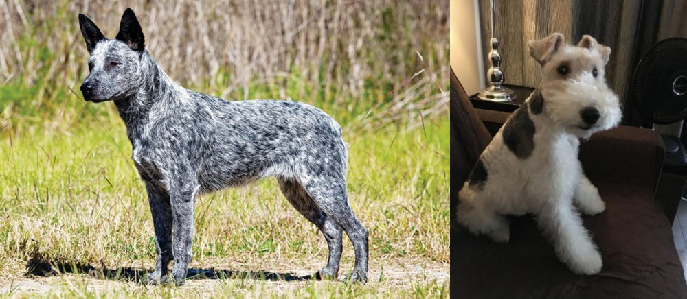 Wire Haired Fox Terrier vs Australian Stumpy Tail Cattle Dog - Breed Comparison