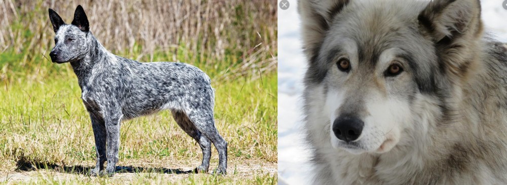 Wolfdog vs Australian Stumpy Tail Cattle Dog - Breed Comparison