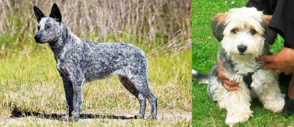 Yo-Chon vs Australian Stumpy Tail Cattle Dog - Breed Comparison