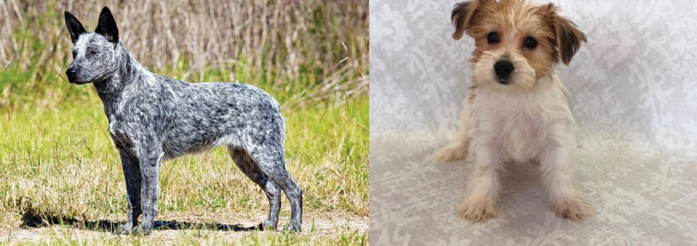 Yochon vs Australian Stumpy Tail Cattle Dog - Breed Comparison