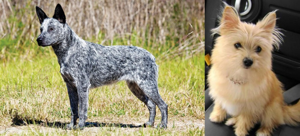 Yoranian vs Australian Stumpy Tail Cattle Dog - Breed Comparison