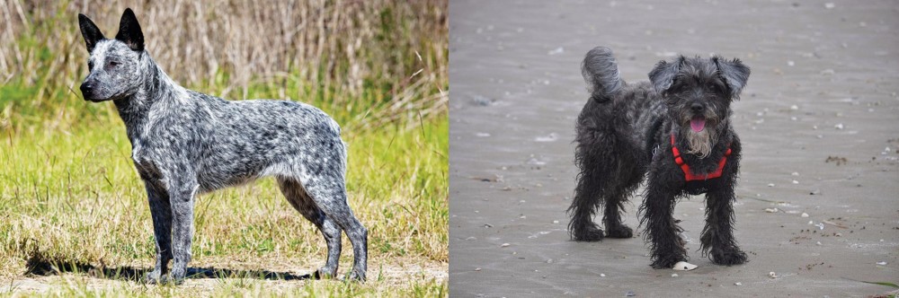 YorkiePoo vs Australian Stumpy Tail Cattle Dog - Breed Comparison