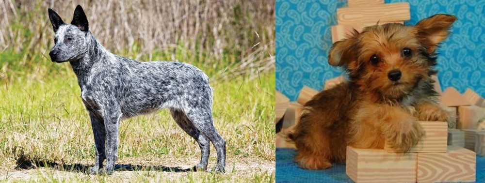 Yorkillon vs Australian Stumpy Tail Cattle Dog - Breed Comparison