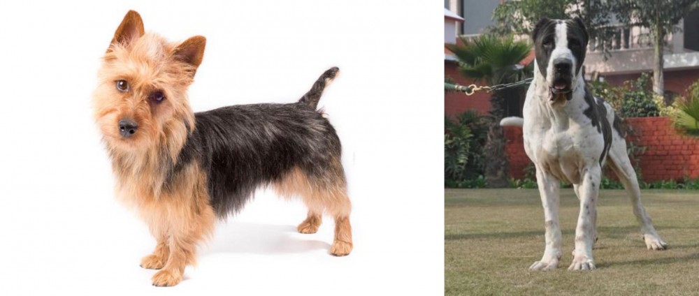 Alangu Mastiff vs Australian Terrier - Breed Comparison