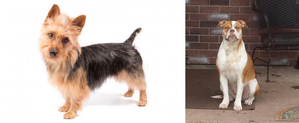 Alapaha Blue Blood Bulldog vs Australian Terrier - Breed Comparison