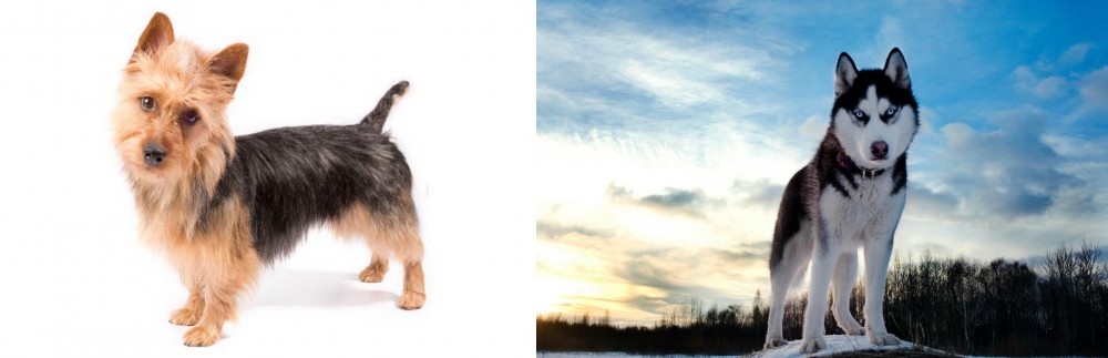 Alaskan Husky vs Australian Terrier - Breed Comparison