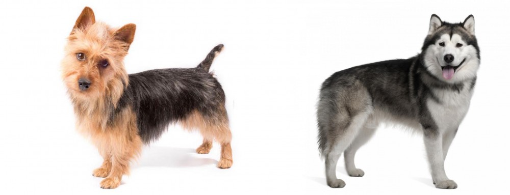 Alaskan Malamute vs Australian Terrier - Breed Comparison