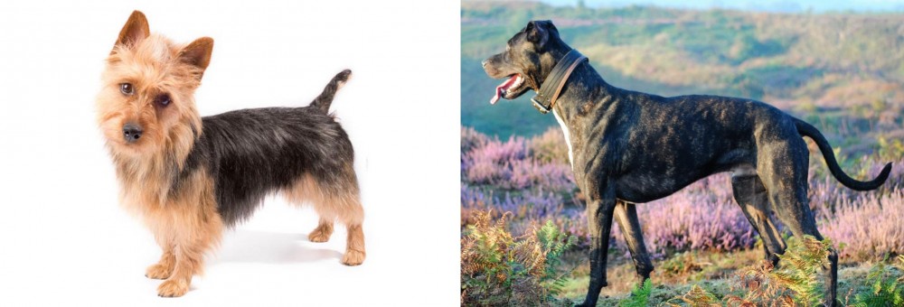 Alaunt vs Australian Terrier - Breed Comparison