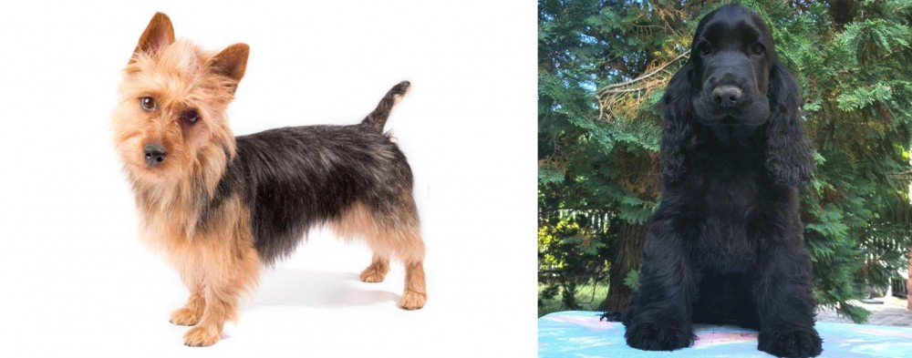 American Cocker Spaniel vs Australian Terrier - Breed Comparison