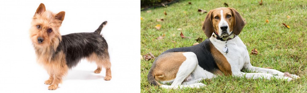 American English Coonhound vs Australian Terrier - Breed Comparison