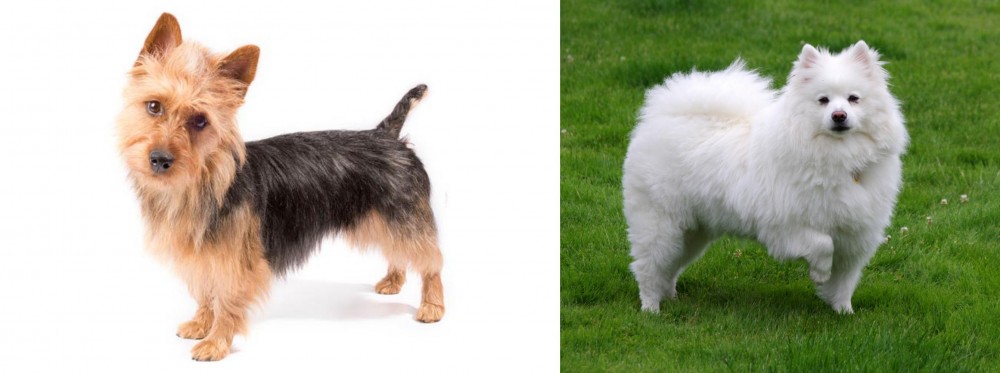 American Eskimo Dog vs Australian Terrier - Breed Comparison