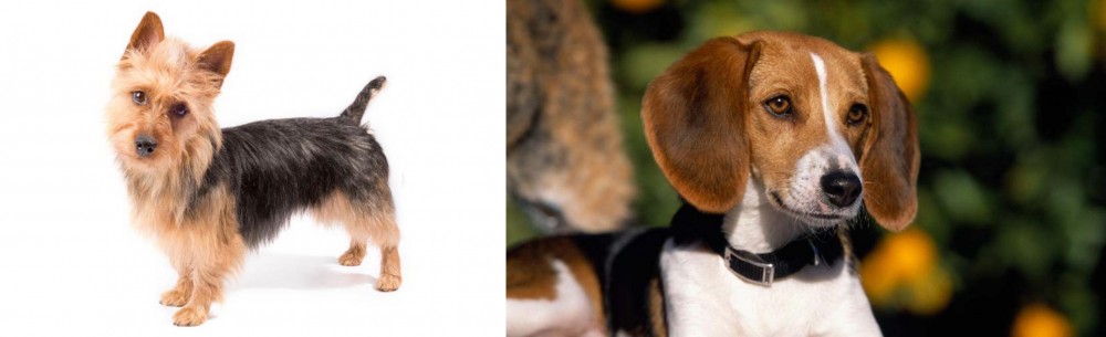 American Foxhound vs Australian Terrier - Breed Comparison