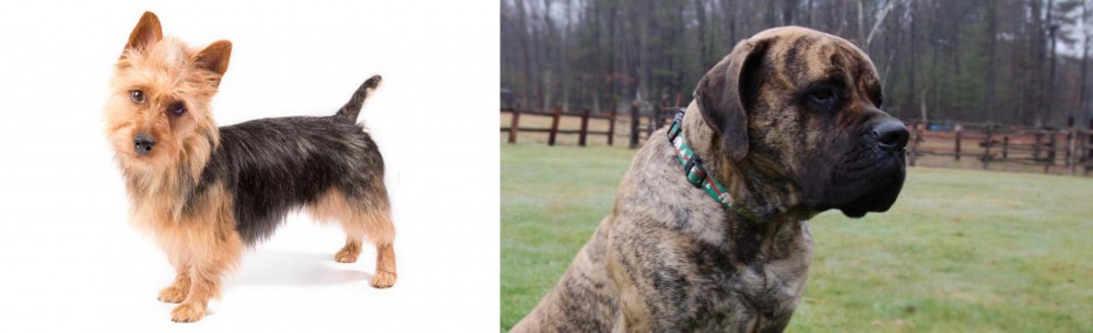 American Mastiff vs Australian Terrier - Breed Comparison