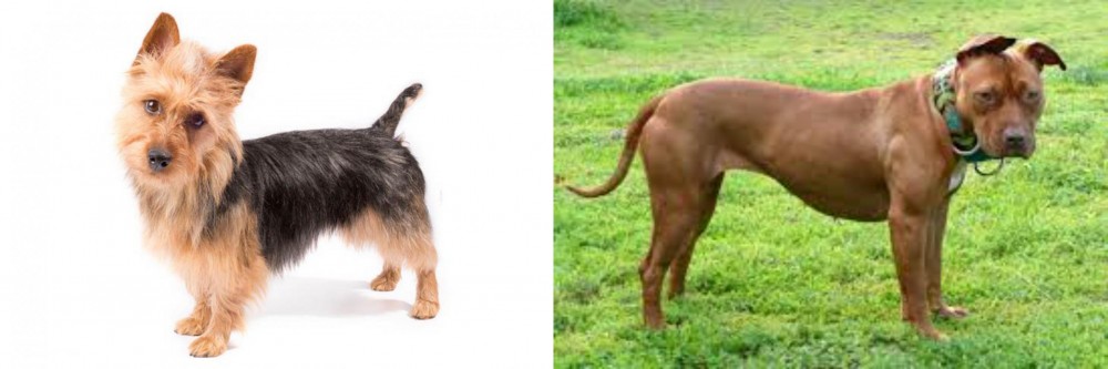 American Pit Bull Terrier vs Australian Terrier - Breed Comparison