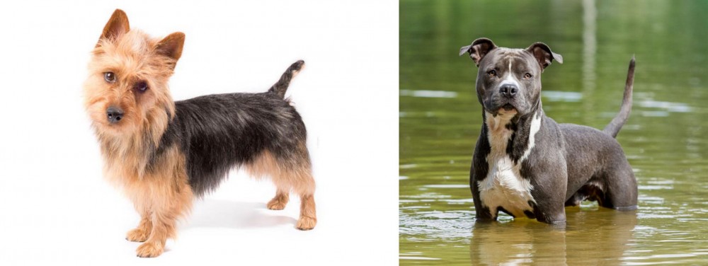 American Staffordshire Terrier vs Australian Terrier - Breed Comparison