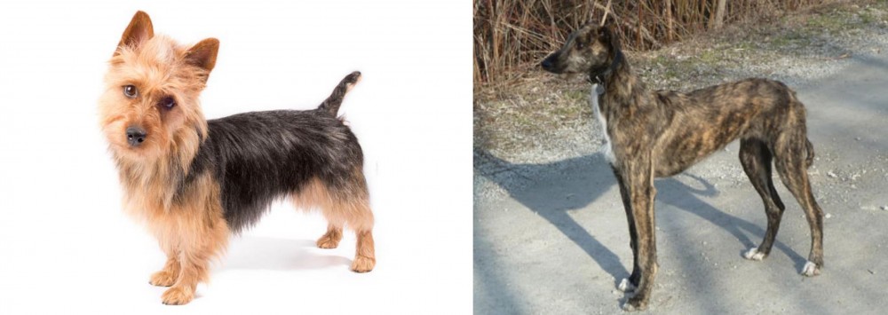 American Staghound vs Australian Terrier - Breed Comparison