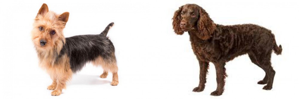 American Water Spaniel vs Australian Terrier - Breed Comparison