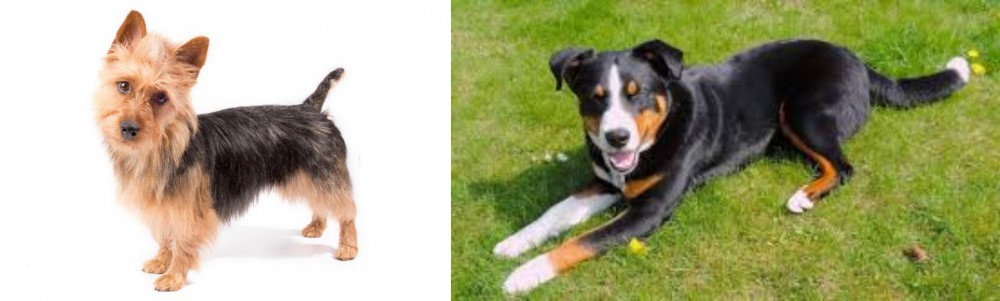 Appenzell Mountain Dog vs Australian Terrier - Breed Comparison