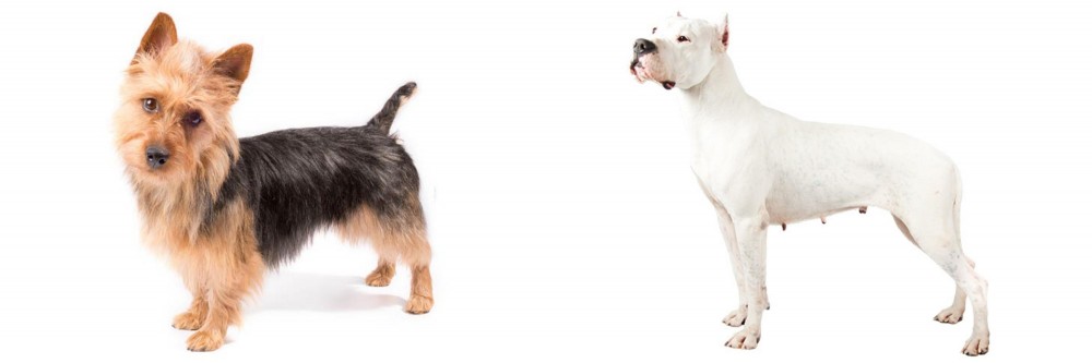 Argentine Dogo vs Australian Terrier - Breed Comparison
