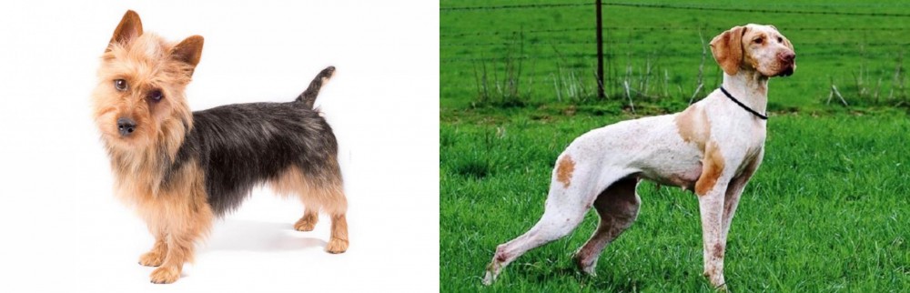 Ariege Pointer vs Australian Terrier - Breed Comparison