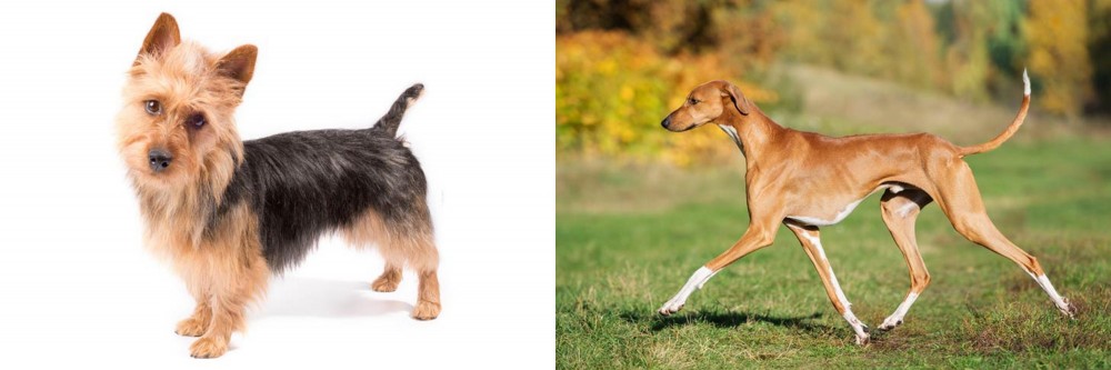 Azawakh vs Australian Terrier - Breed Comparison