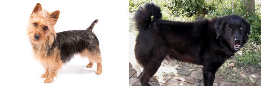 Bakharwal Dog vs Australian Terrier - Breed Comparison