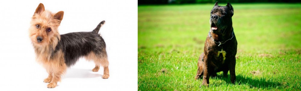 Bandog vs Australian Terrier - Breed Comparison