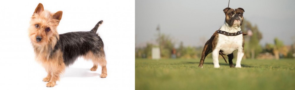 Bantam Bulldog vs Australian Terrier - Breed Comparison