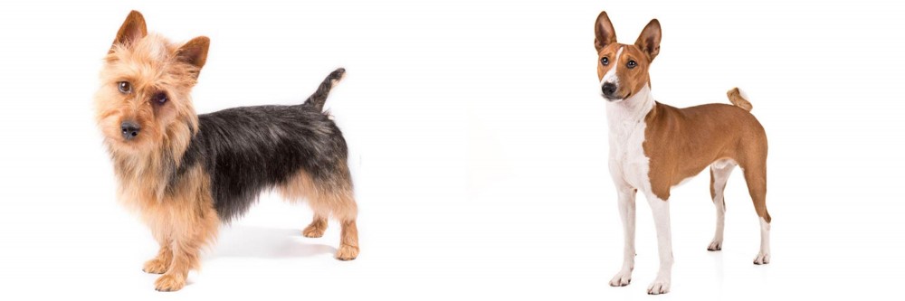 Basenji vs Australian Terrier - Breed Comparison