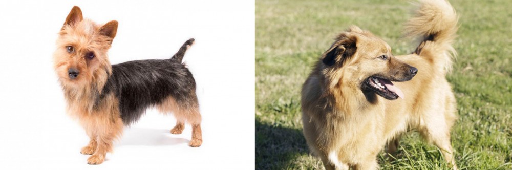 Basque Shepherd vs Australian Terrier - Breed Comparison