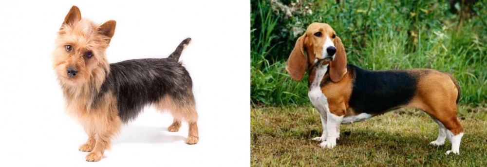 Basset Artesien Normand vs Australian Terrier - Breed Comparison